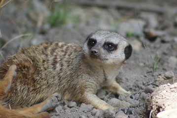 Fototapeta premium Meerkat