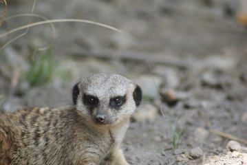 Meerkat