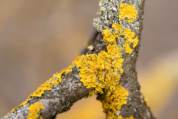 orange lichen on a bark, macro