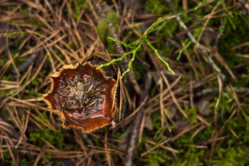 A mushroom hidden grass and fallen needles in wet autumn forest