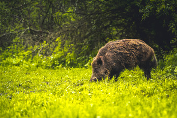 Wild boar walking in forest. Sus scrofa © Zedspider