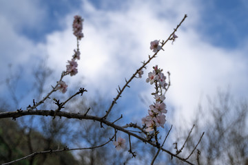 blurred background blossoming of pink white cherry flowers on tree spring season