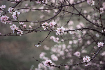 Fototapeta na wymiar blurred background blossoming of pink white cherry flowers on tree spring season
