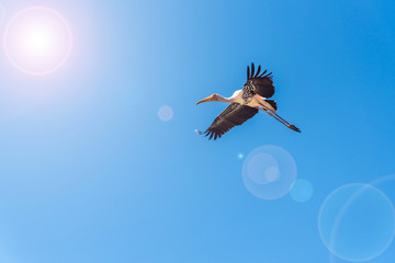 Painted Stork or Mycteria Leucocephala, Single big bird flying alone in the bright blue sky,...