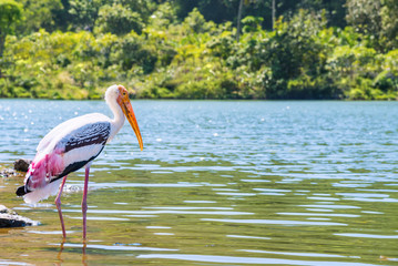 Painted Stork or Mycteria Leucocephala, Single large bird alone are walking foraging the edge of the lake, Beautiful wildlife in nature tranquil tropical forest of Thailand, copy space for background