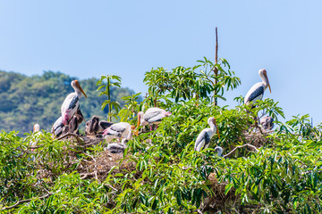 Group of Painted Stork or Mycteria Leucocephala, Closeup flock of big birds build a nest on a tall green tree and has a baby, Beautiful wildlife in nature tranquil tropical forest of Thailand