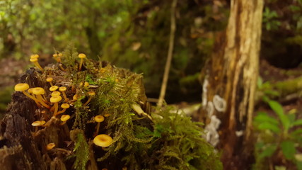 orange mushrooms in the forest