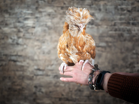 Chicken birds of the Paduan breed on the hand of a man