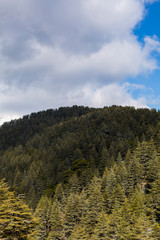 Dried cedar and snowy mountain views