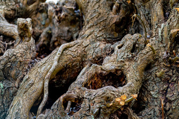 Old dead obscure tree trunk