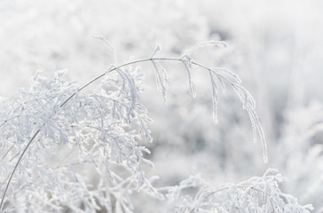 Hoarfrost on plants. Winter abstract close-up, soft-focus in the background.