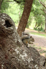 Grey squirrel eating on a tree outside 
