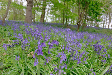 Naklejka premium beautiful bluebell carpet in spring
