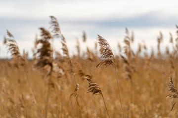 Field of reeds with lake and mountains in background