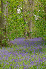 beautiful bluebell carpet in spring