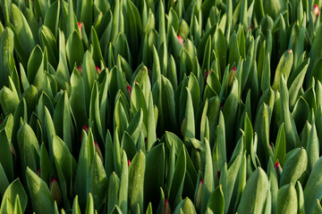 Beautiful Tulips, spring flowers grown in a greenhouse.Spring flowers and floriculture. Selective focus