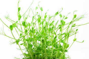 ecology, fresh wallpaper concept, green long shoots and pea leaves isolated on a white background,