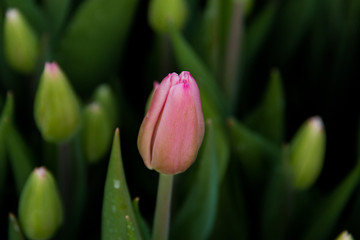 Naklejka premium Beautiful Tulips, spring flowers grown in a greenhouse.Spring flowers and floriculture. Selective focus