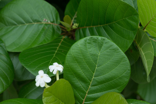 Close Up Of Scaevola Taccada Leaf