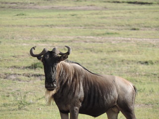 Obraz premium Wildebeast in the Masai Mara