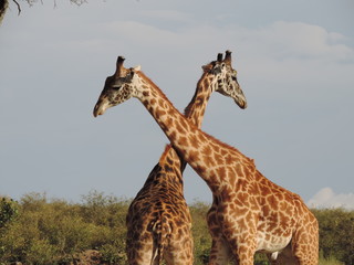 Giraffes Cross necks against the sky