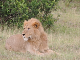 Naklejka na ściany i meble Juvenile Male Lion lies on the African Savanna
