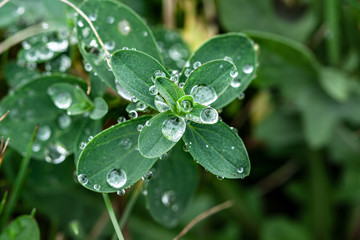green plant with raindrops