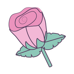 Isolated rose flower line fill style icon vector design