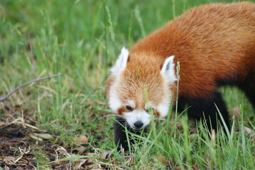 Naklejka premium Red Panda