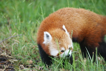 Red Panda