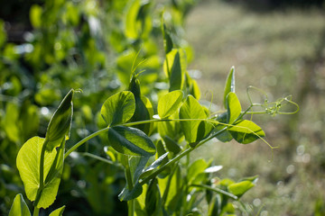 Delicate tendrils of young pea plants covered with dew catch the morning sunlight.