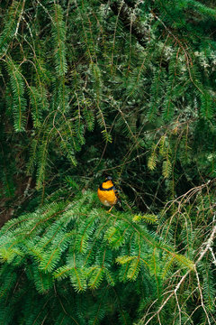 Straight on view of a Varied Thrush bird in a green pine tree