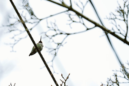 View from below of an Anna's Hummingbird sitting on a wire