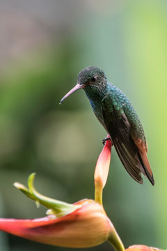 A hummingbird on a flower in Costa Rica.