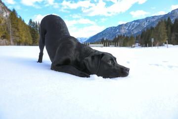 Schwarzer Labrador liegt im Schnee in den Bergen mit blauem Himmel