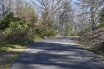 road in forest