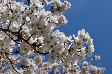 Japanese Cherry Blossoms 