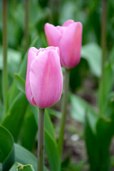 soft pink tulips in the garden