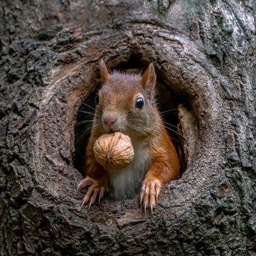 Eurasian red squirrel (Sciurus vulgaris) cautiously peeks out of the hole in a tree in the forest of Drunen, Noord Brabant in the Netherlands. 