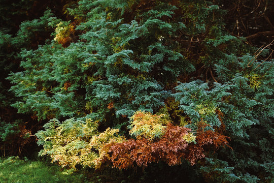 Beautiful autumnal three colored leaves and branches of big lush trees