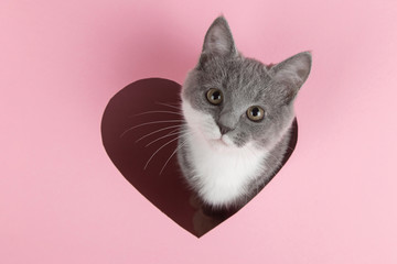 A grey kitten peeks out of a heart-shaped hole on a pink background. Design blank for Valentine's...
