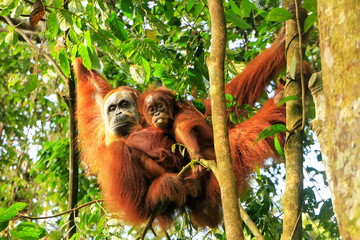 Female Sumatran orangutan with a baby hanging in the trees, Gunung Leuser National Park, Sumatra, Indonesia - obrazy, fototapety, plakaty