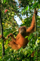Young Sumatran orangutan sitting on trees in Gunung Leuser National Park, Sumatra, Indonesia © donyanedomam