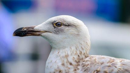 Sea Gull