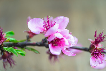 Twig with purple peach flowers on blurred background. Close up, soft focus