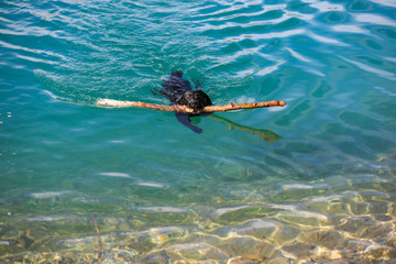 Labrador schwimmt in einem klaren See
