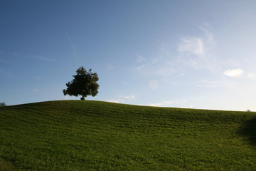 lonely tree on a field