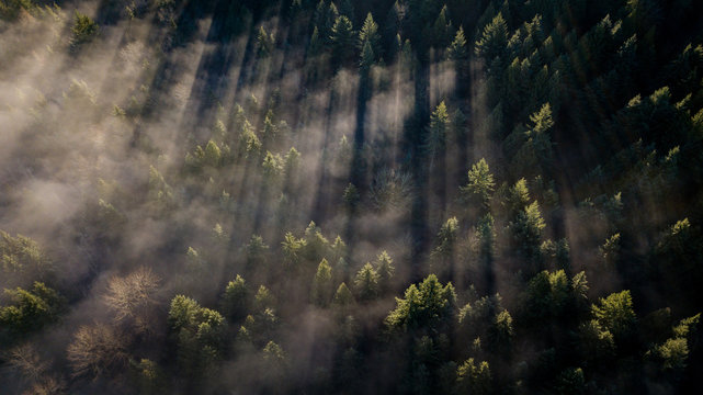 Fototapeta Pine trees cut lines in the morning fog