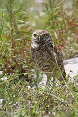 Burrowing Owls