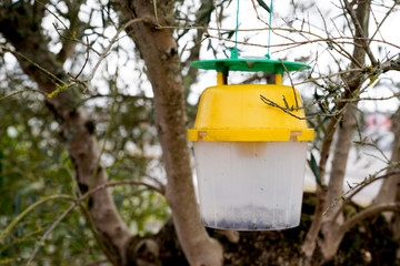 plastic asian bumblebee trap in europe to stop insect invasion
